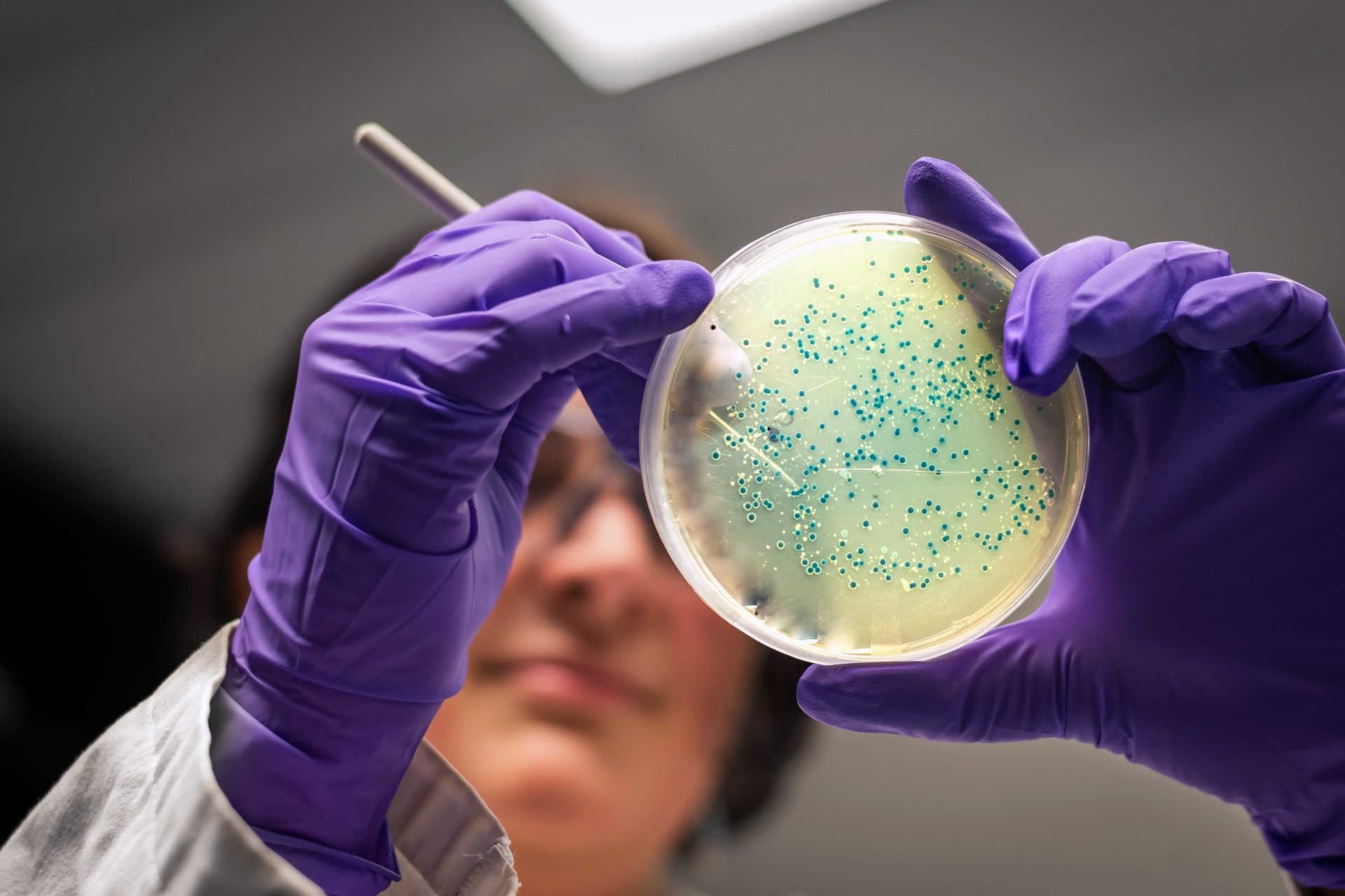 laboratory scientist working with a Petri dish