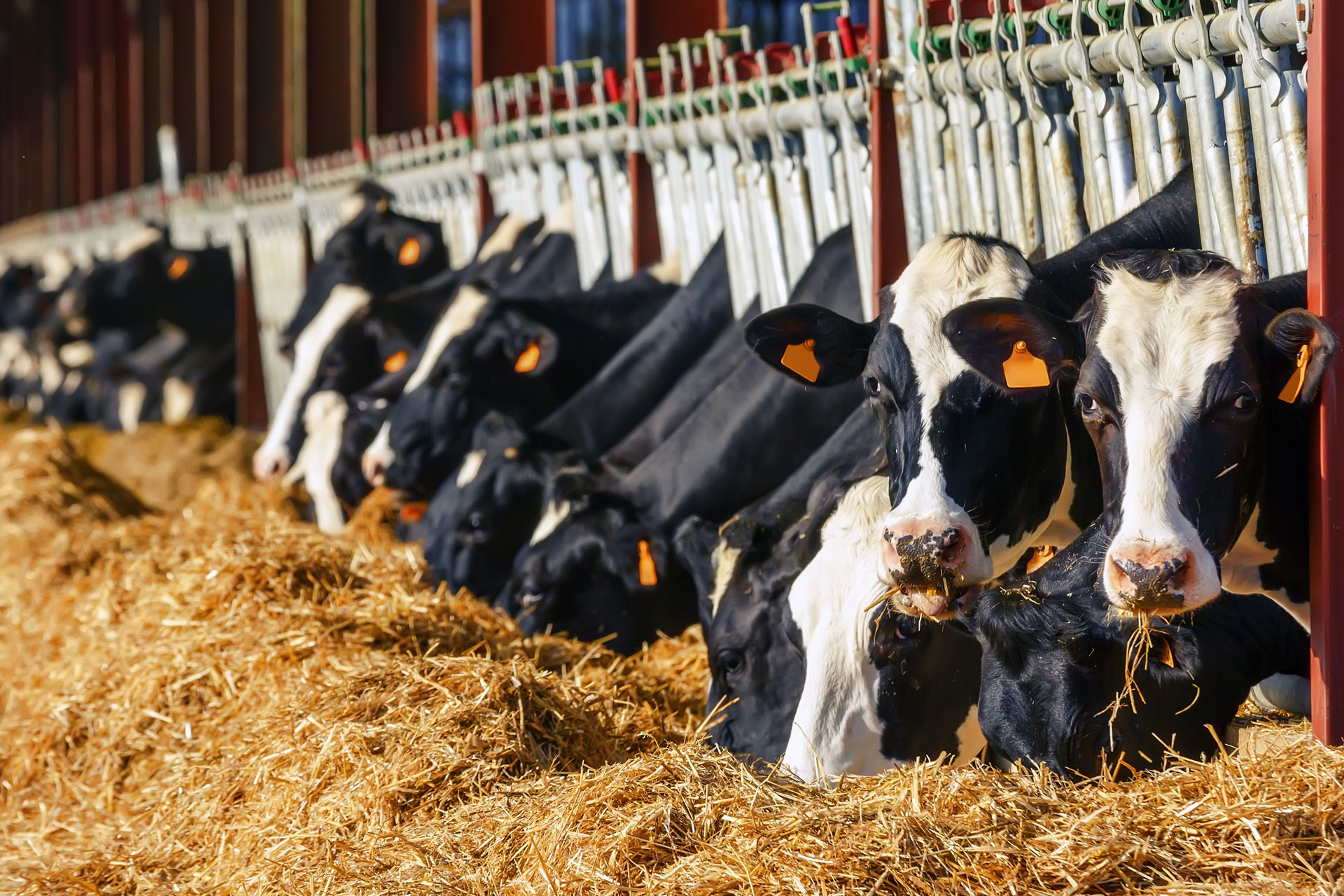 cows eating hay