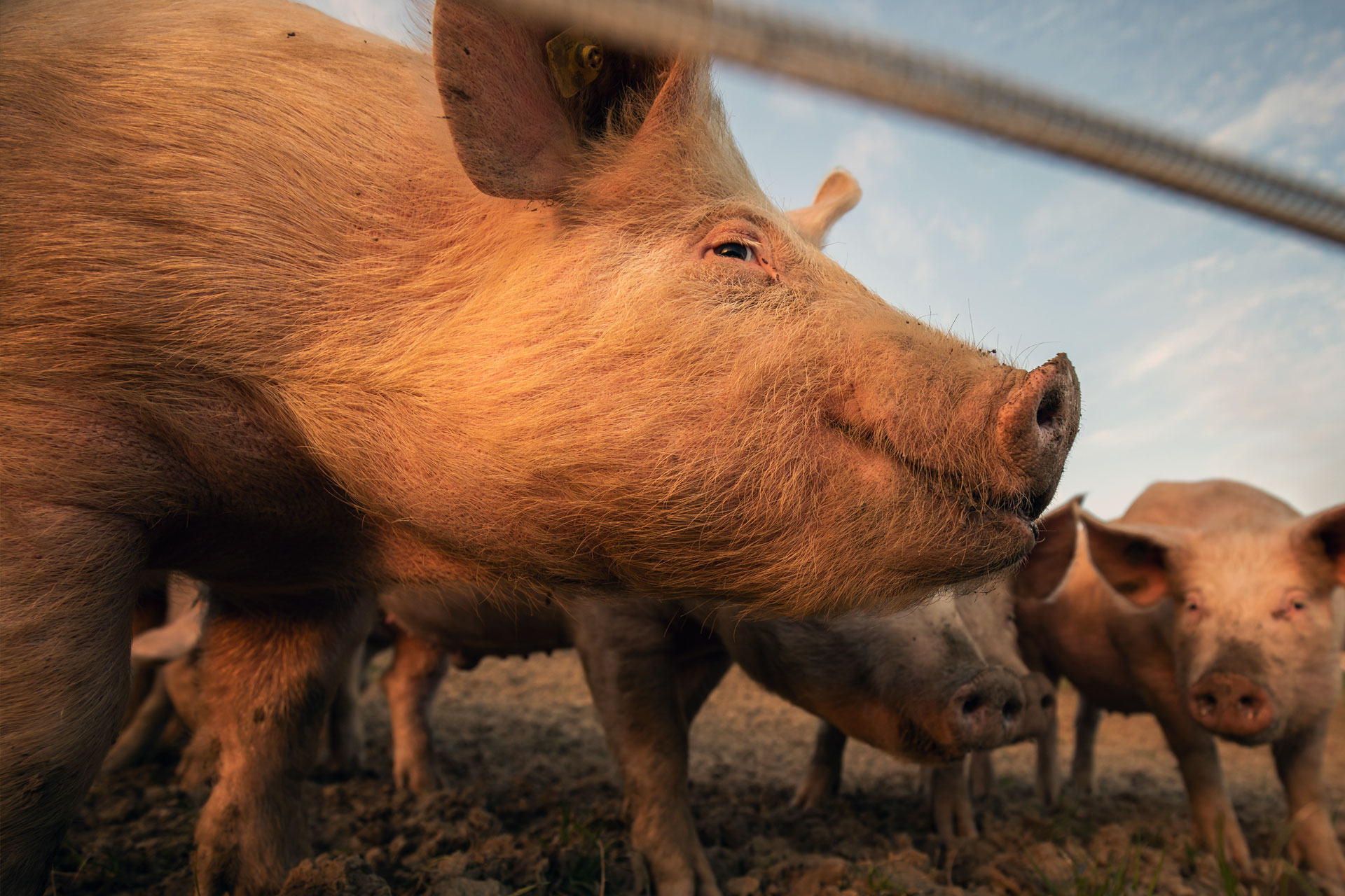 pigs at sunset