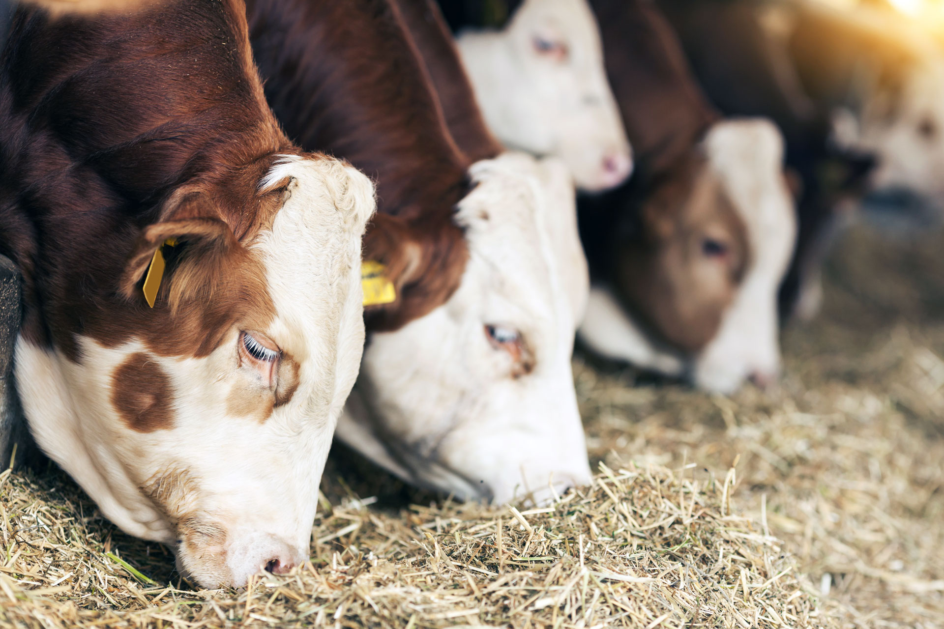 cows eating