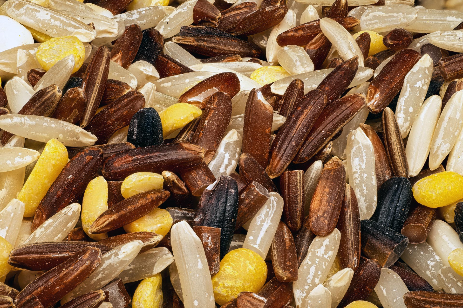 various rice kernels
